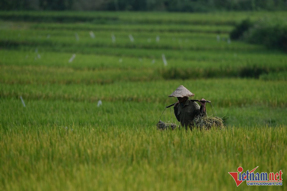 Mỗi năm 'mất' nghìn ha đất, TP.HCM tính làm 'nông nghiệp chiều thẳng đứng'