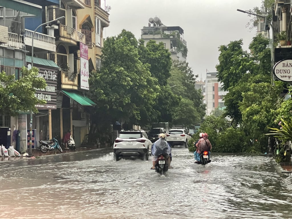 Bão số 2 ở Quảng Ninh: Mưa lớn, nhiều cây xanh gãy đổ